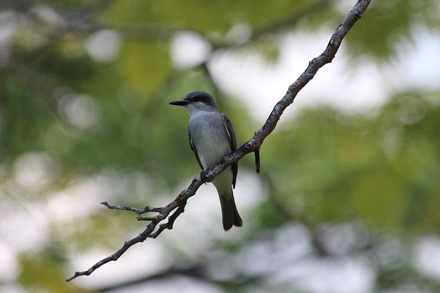帕尼
